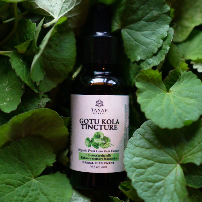 Gotu Kola Tincture